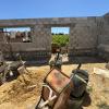 Magnífica Finca segregada en la zona de El Marquesado, Chiclana